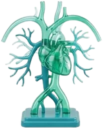 Angiología y Cirugía Vascular