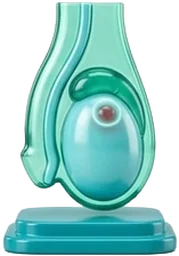 Cáncer de Testículo