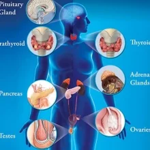 Foto de Dr. Anabelle Ortiz Corona, Endocrinología en Guanajuato