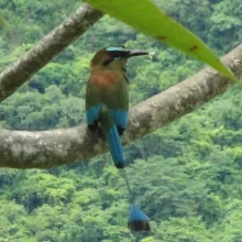Dr. Enrique Martín del Campo Mena