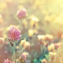 Foto de Dr. Mildred Pérez Martínez, Psiquiatría en Hermosillo